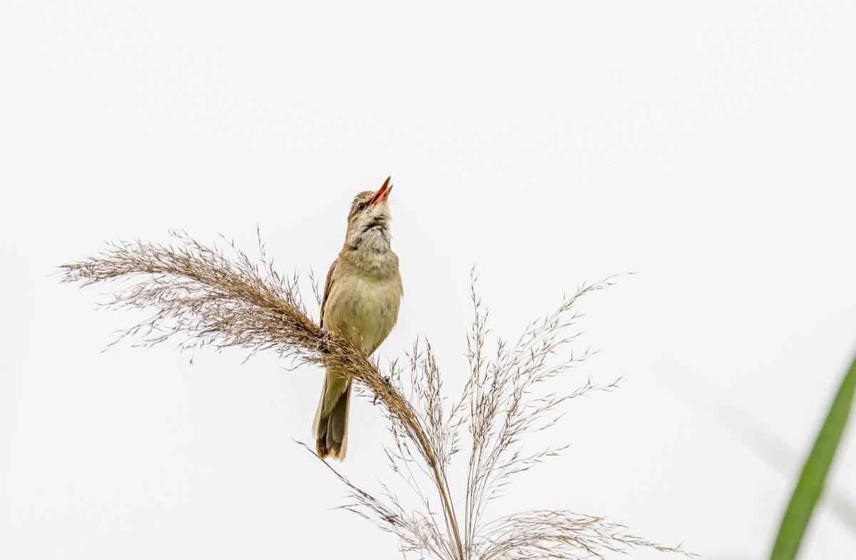 爱唱歌的大苇莺（十一）