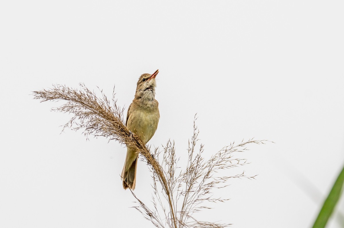 爱唱歌的大苇莺（十一）