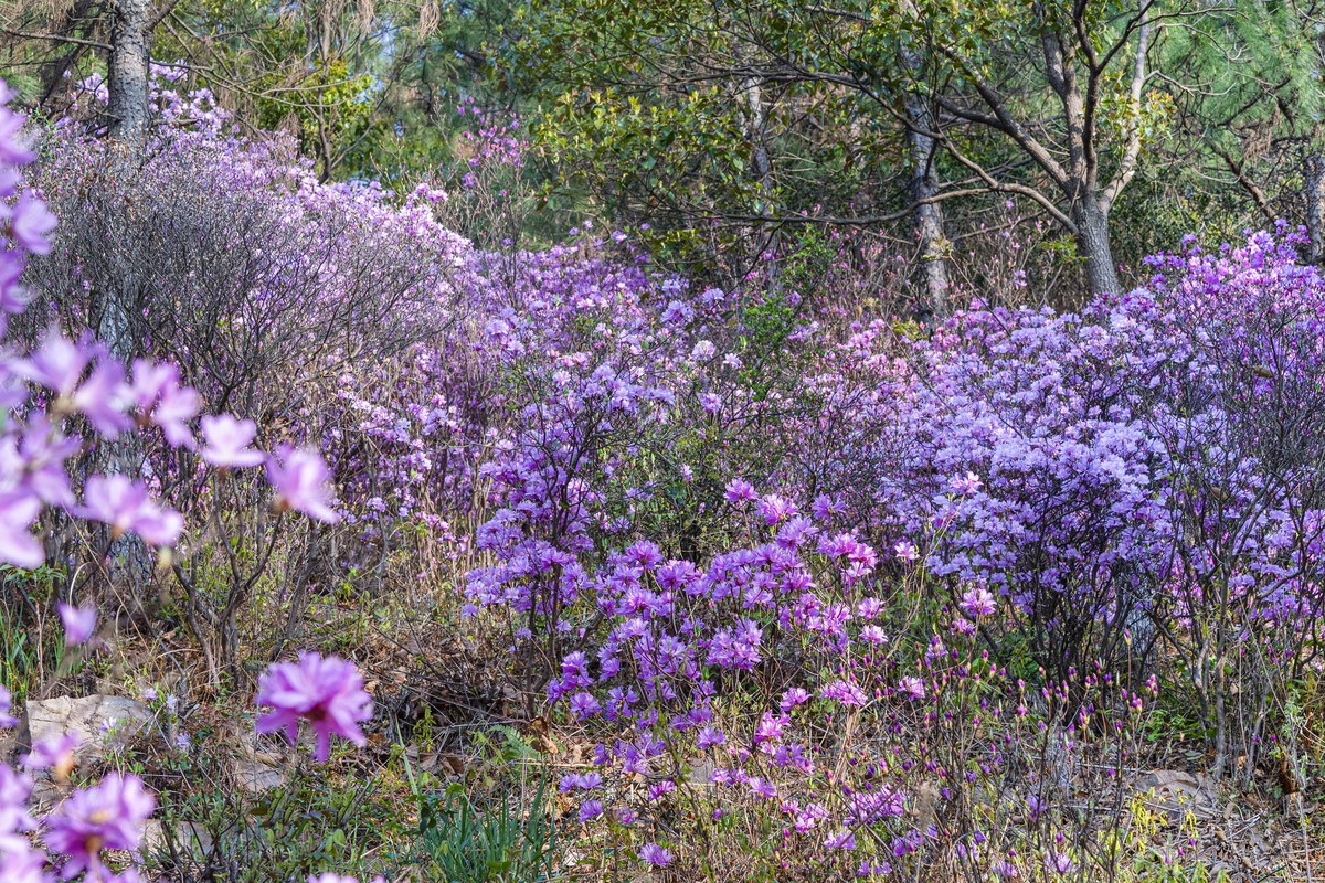 莫厘峰下的野生杜鹃花