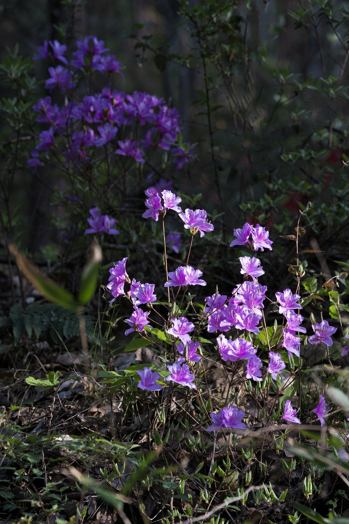 莫厘峰下的野生杜鹃花