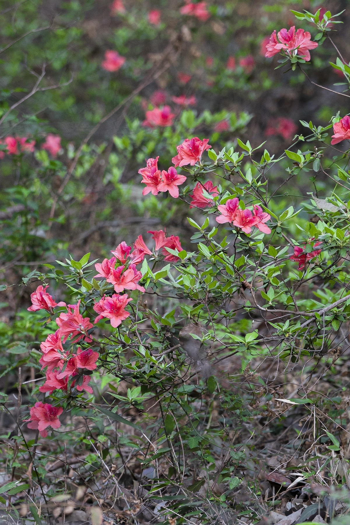 莫厘峰下的野生杜鹃花
