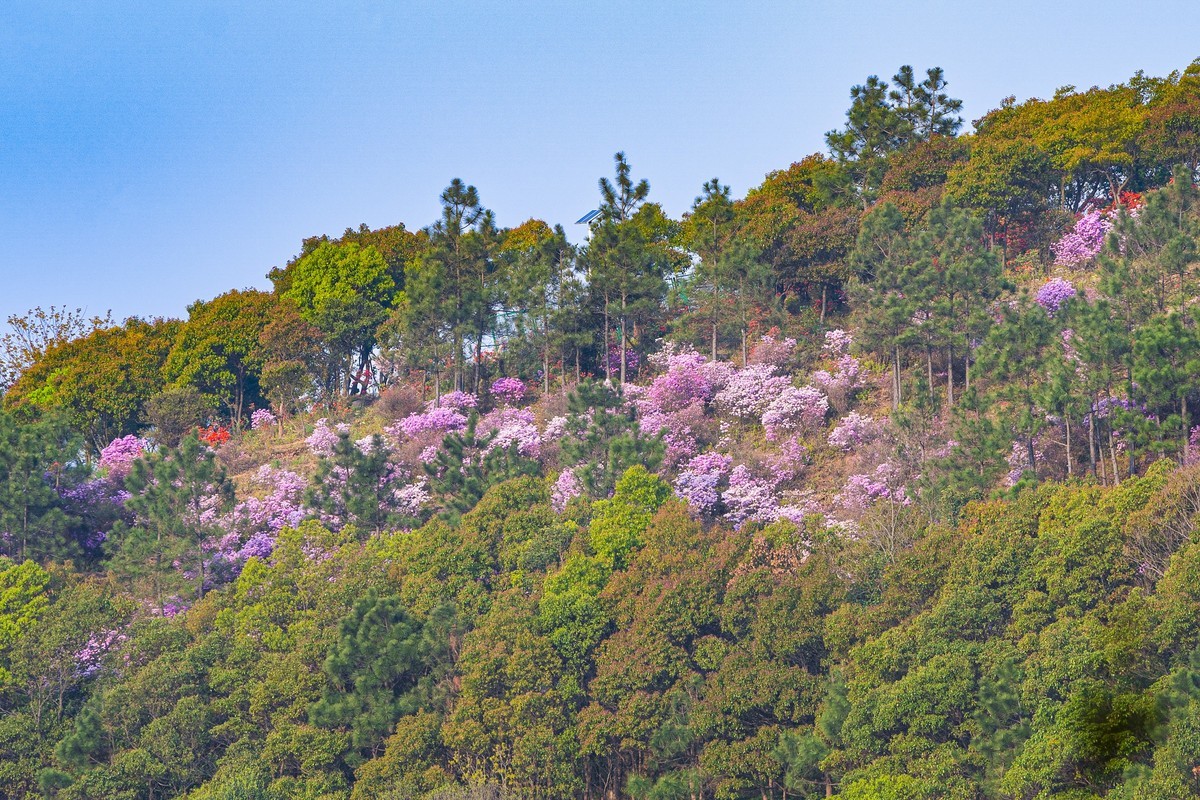 莫厘峰下的野生杜鹃花