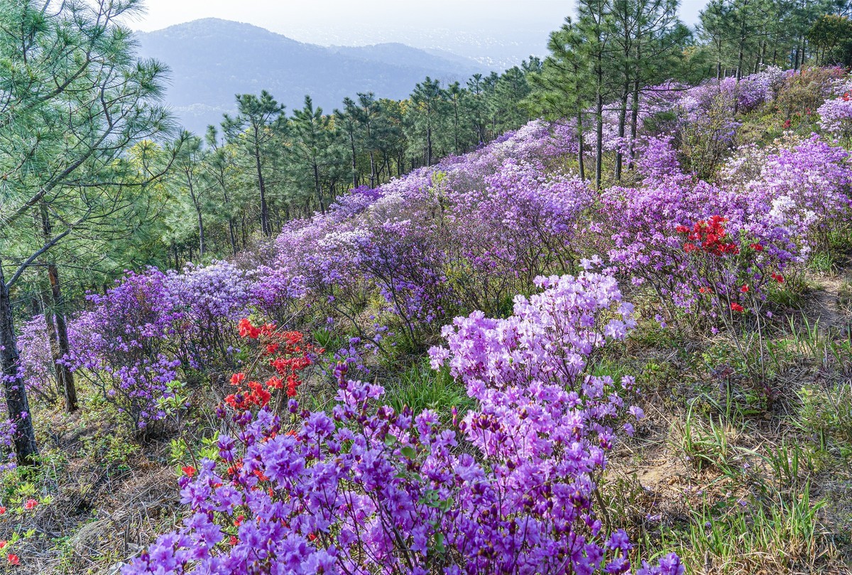 莫厘峰下的野生杜鹃花