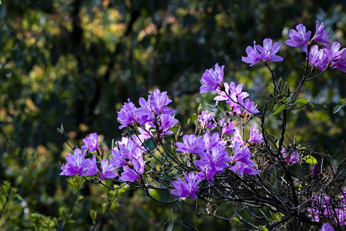 莫厘峰下的野生杜鹃花