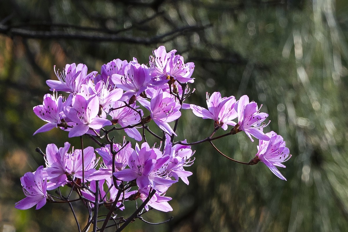 莫厘峰下的野生杜鹃花