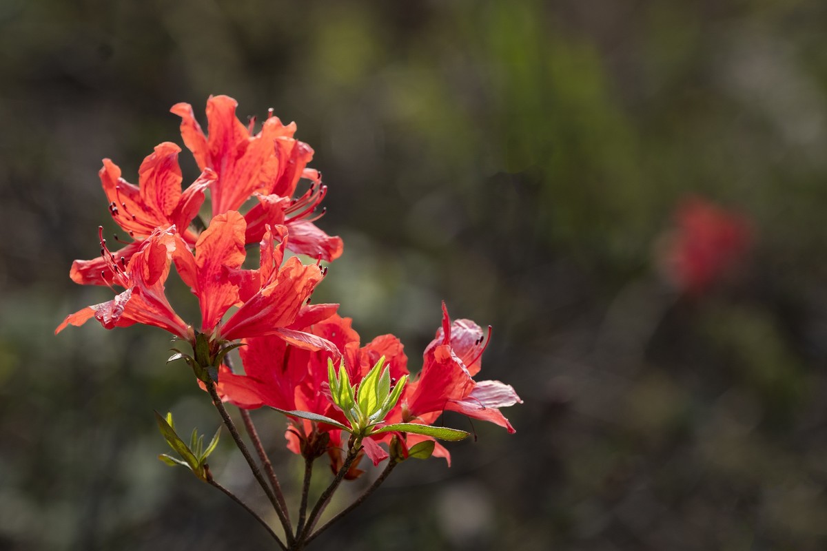 莫厘峰下的野生杜鹃花