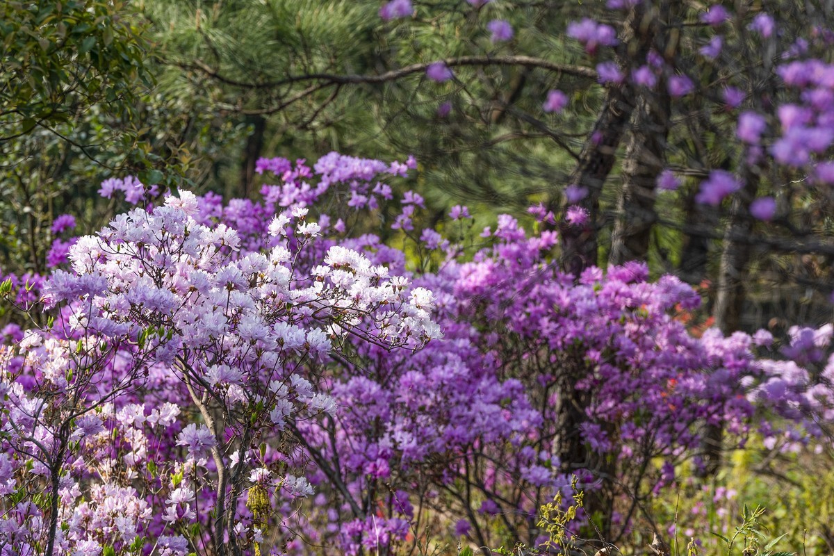 莫厘峰下的野生杜鹃花