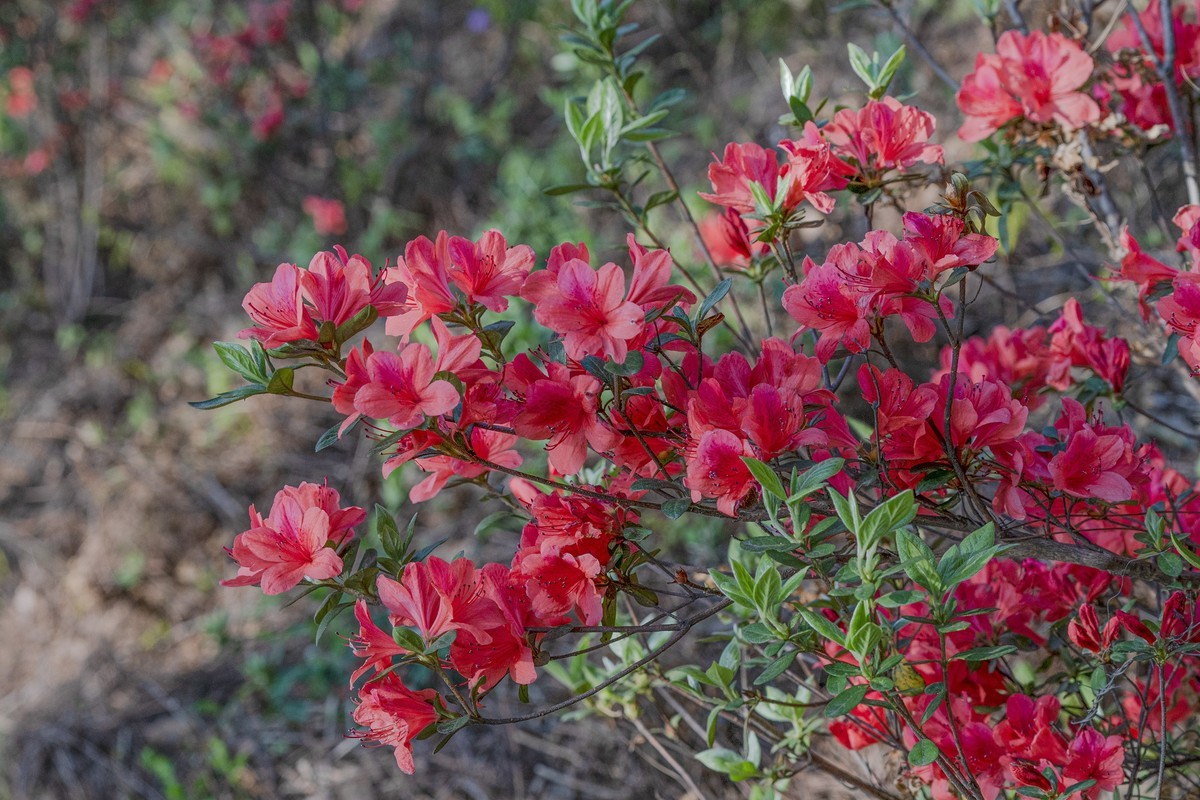 莫厘峰下的野生杜鹃花
