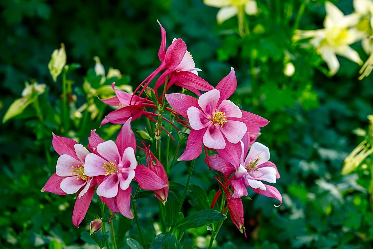 2022花城看花(12):耧斗花-中关村在线摄影论坛