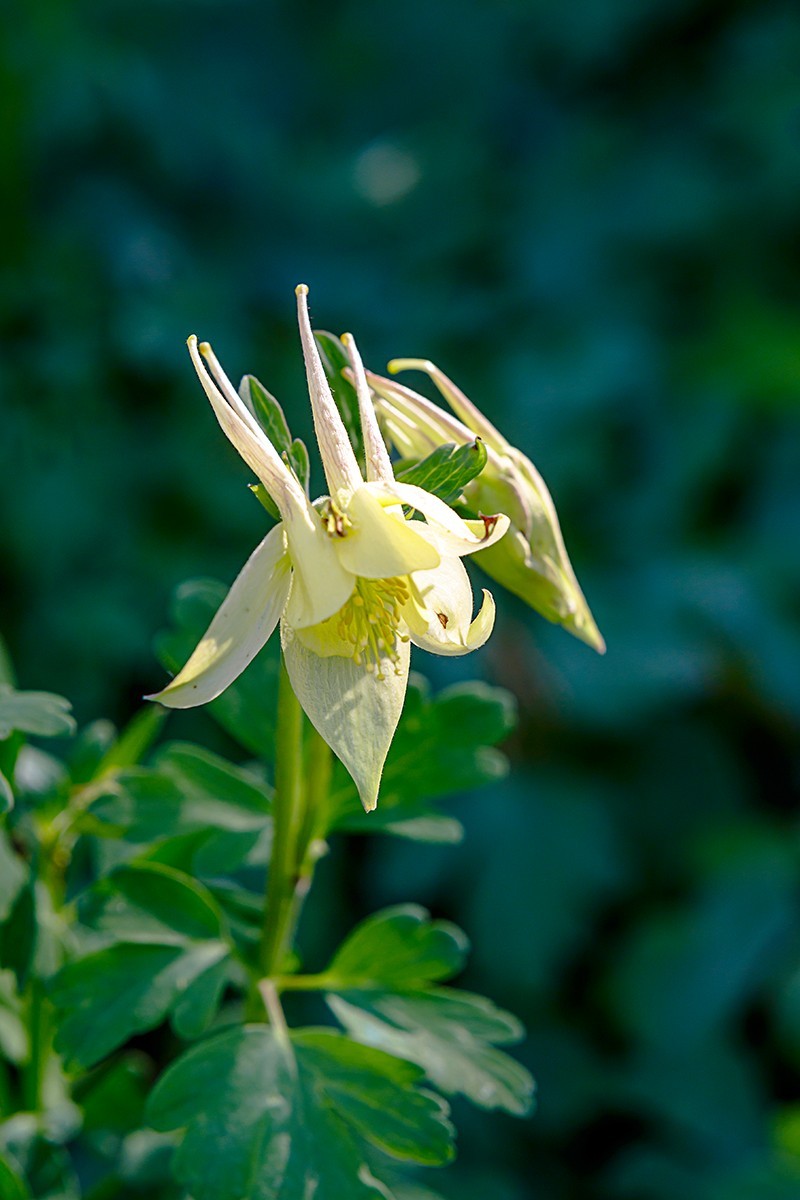 2022花城看花12耧斗花