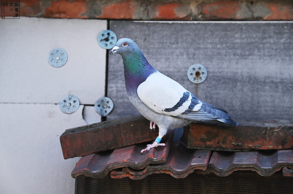 #2023不一样的春节#倦鸟归巢