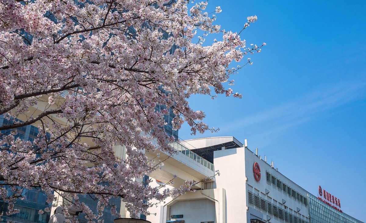 莫问花期 樱你而来