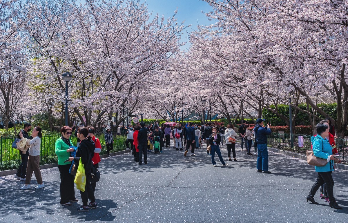 莫问花期 樱你而来