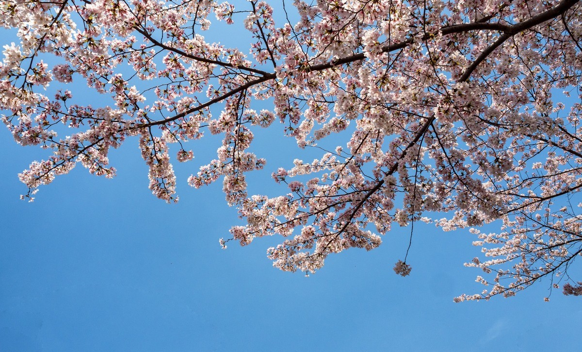 莫问花期 樱你而来