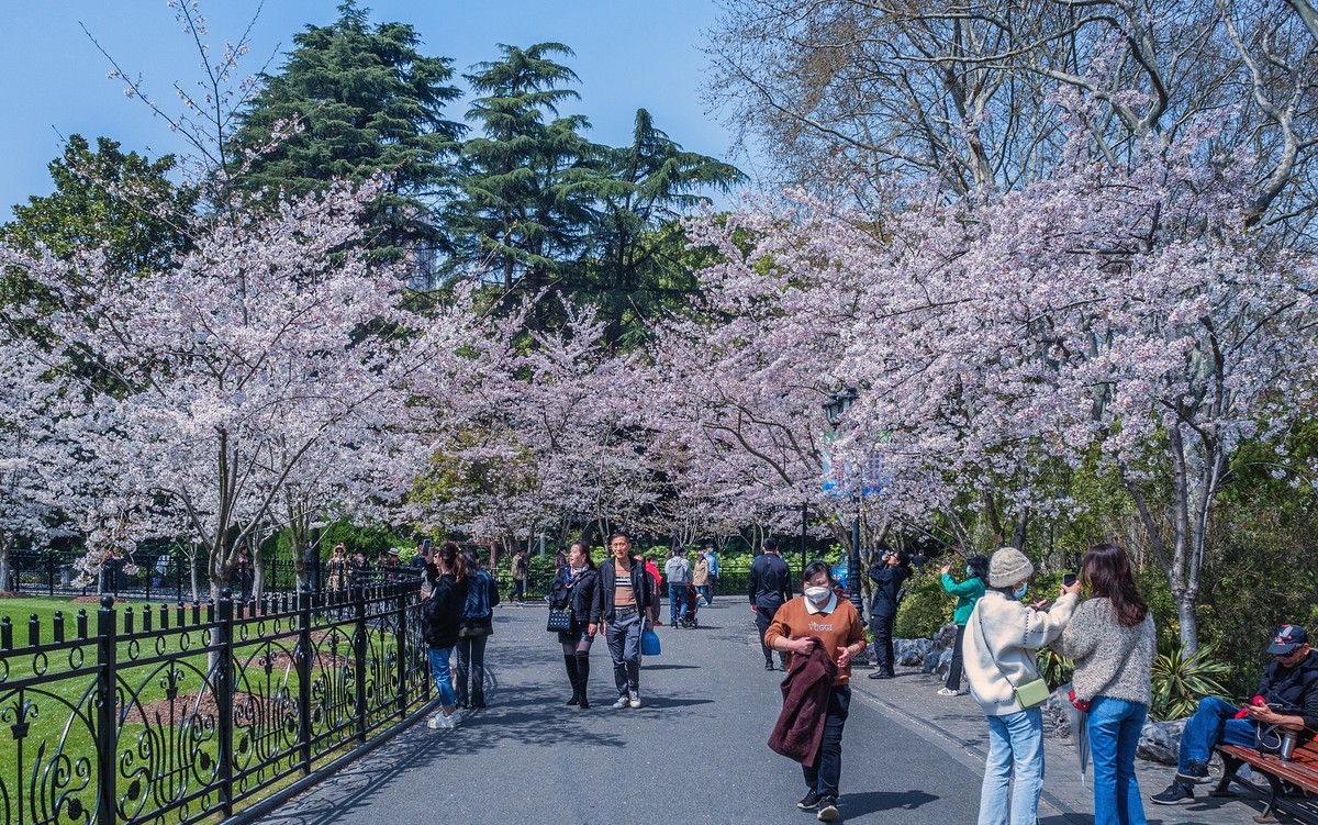 莫问花期 樱你而来