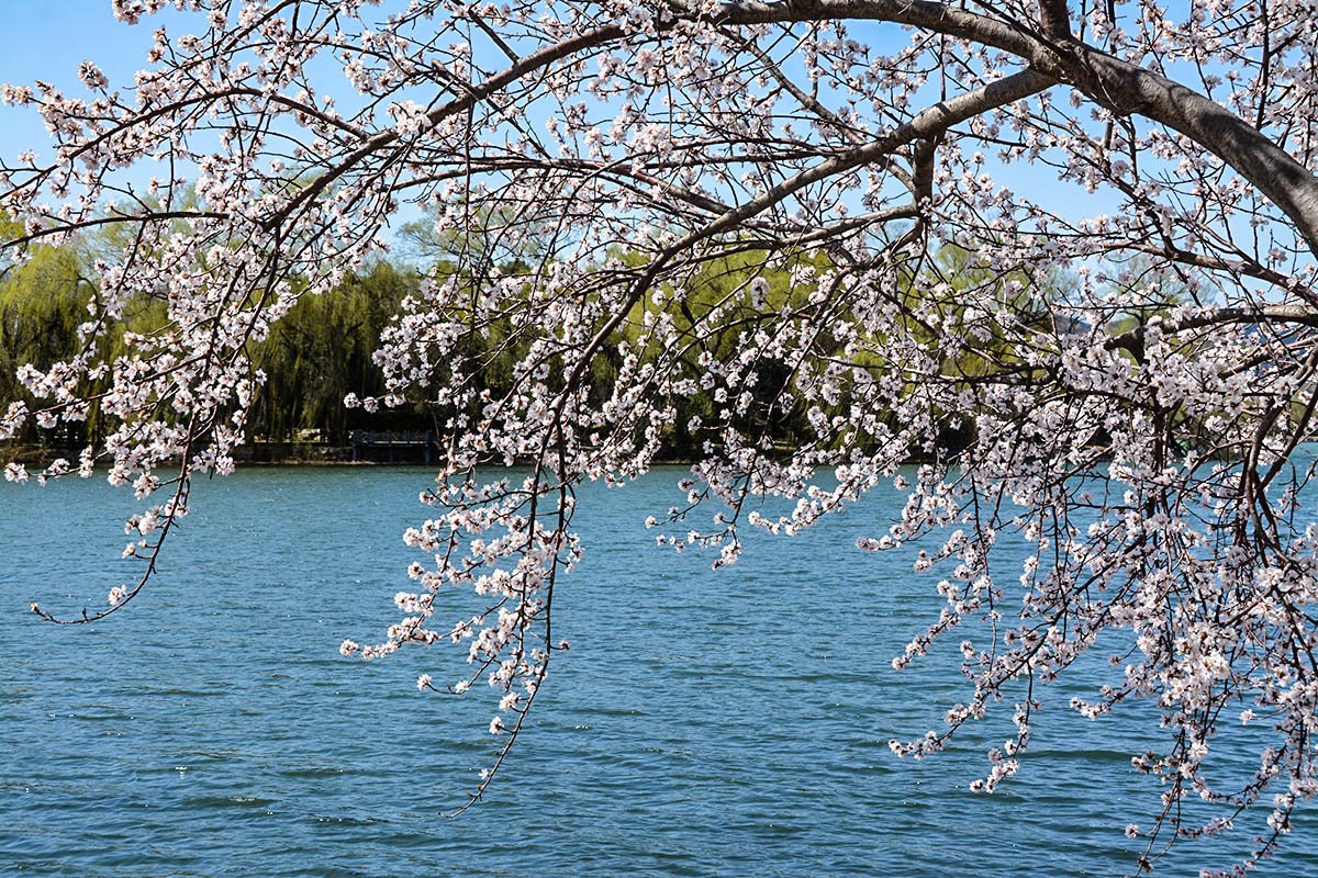 #花开春光寻美景#——颐和园西堤春色