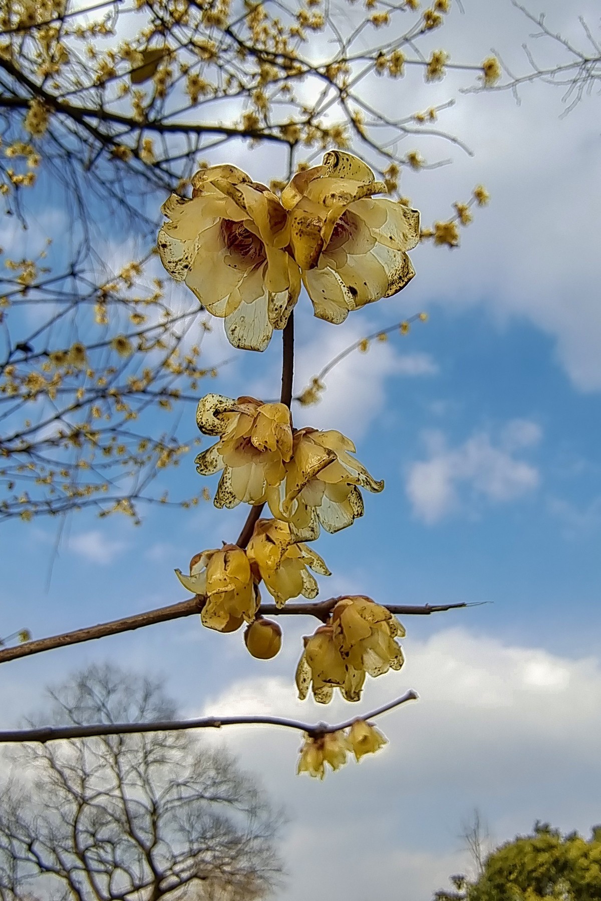 超山赏梅【塘栖一日游】