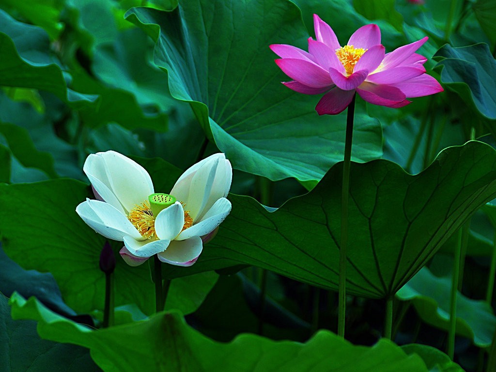 希望绿洲公园拍雨后荷花