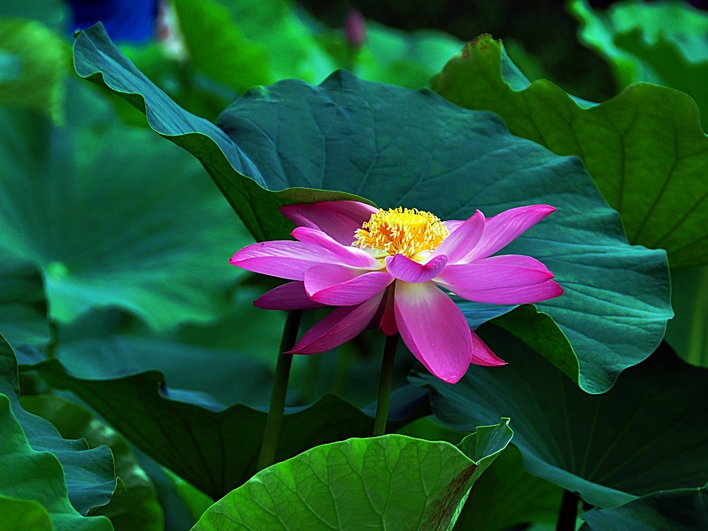 希望绿洲公园拍雨后荷花