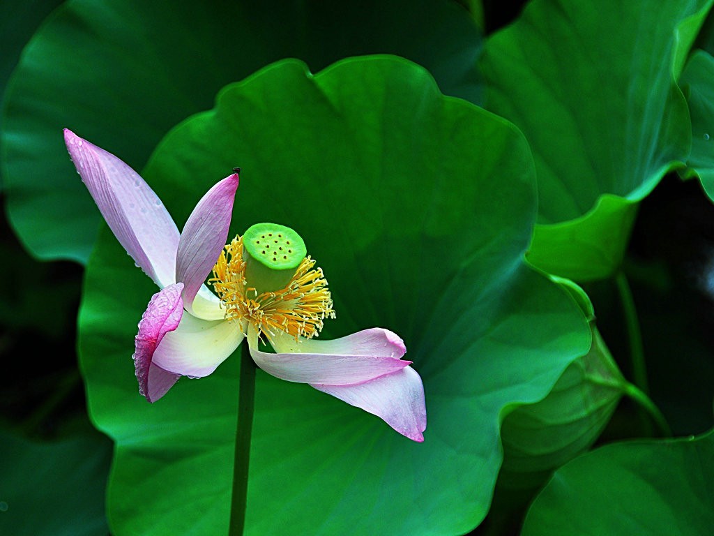 希望绿洲公园拍雨后荷花