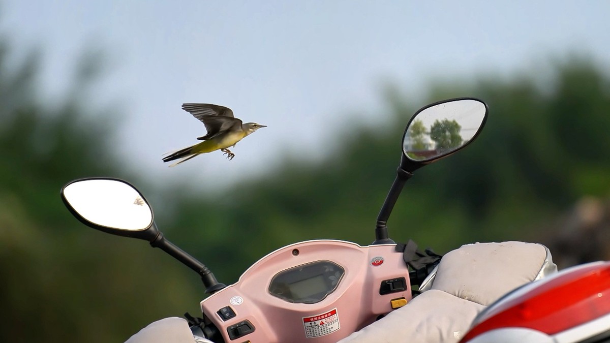 用腾龙一代70/180随拍小鸟