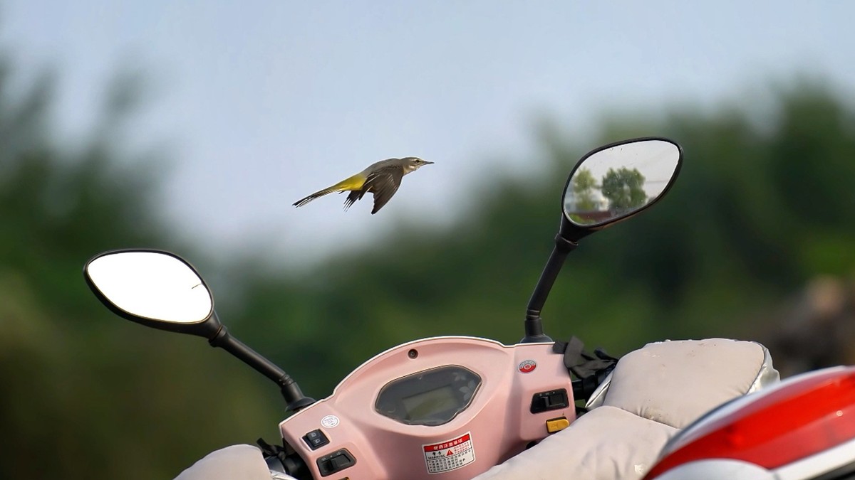 用腾龙一代70/180随拍小鸟