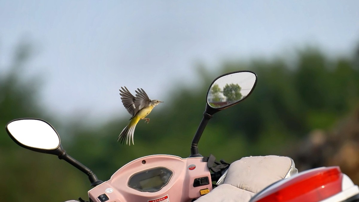 用腾龙一代70/180随拍小鸟