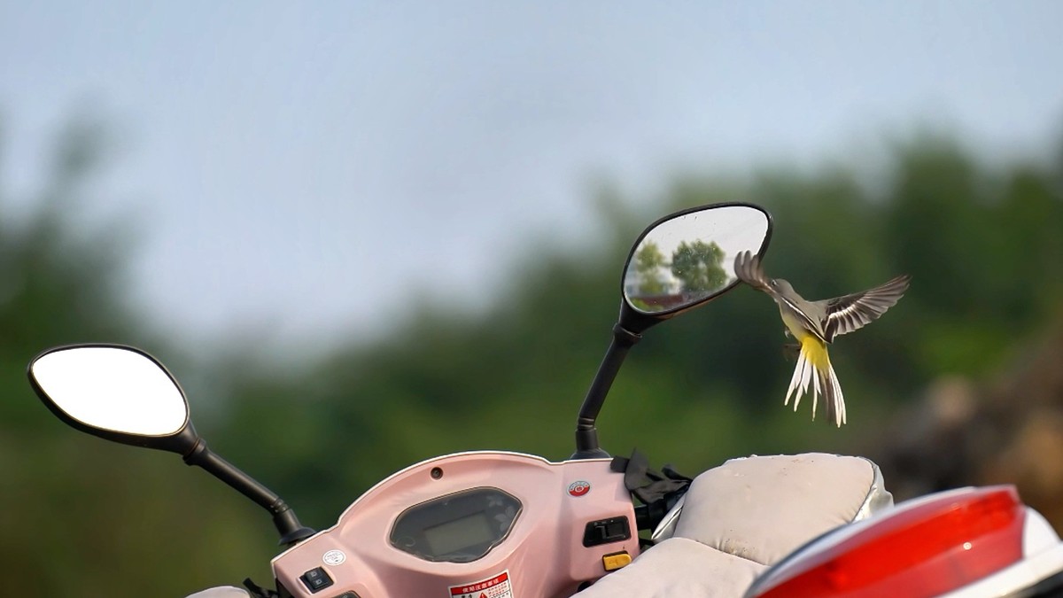 用腾龙一代70/180随拍小鸟