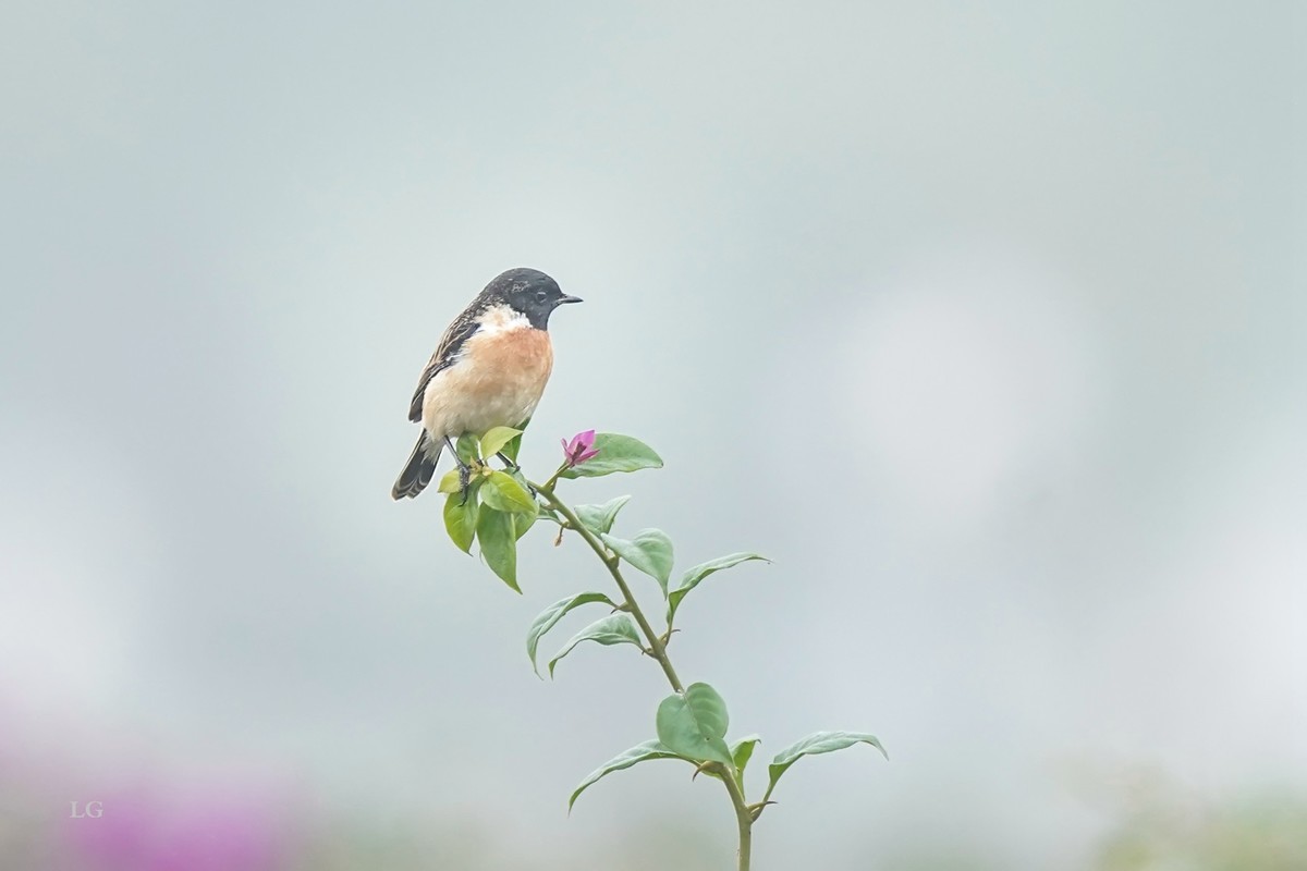 黑喉石鵖（ｂī）（公母）