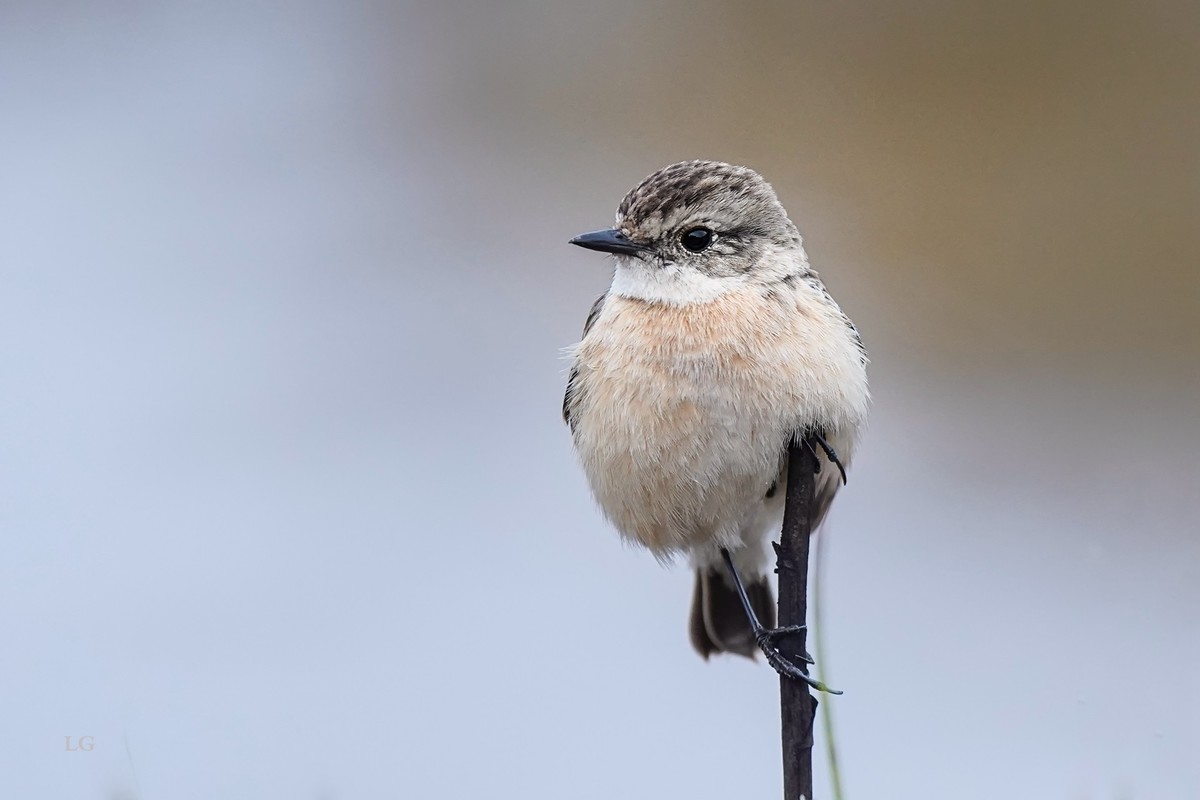 黑喉石鵖（ｂī）（公母）