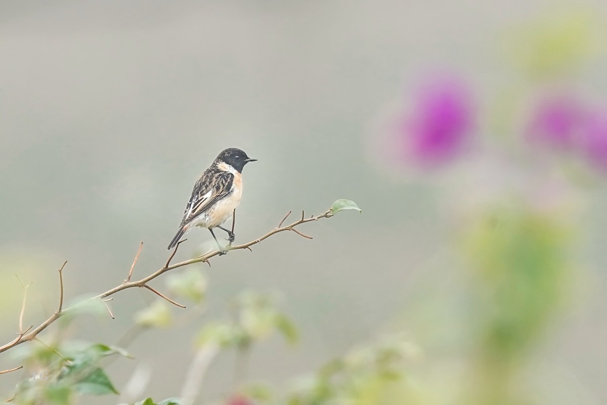 黑喉石鵖（ｂī）（公母）