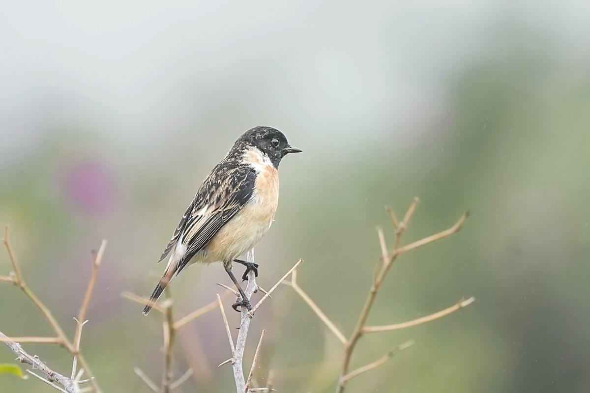 黑喉石鵖（ｂī）（公母）