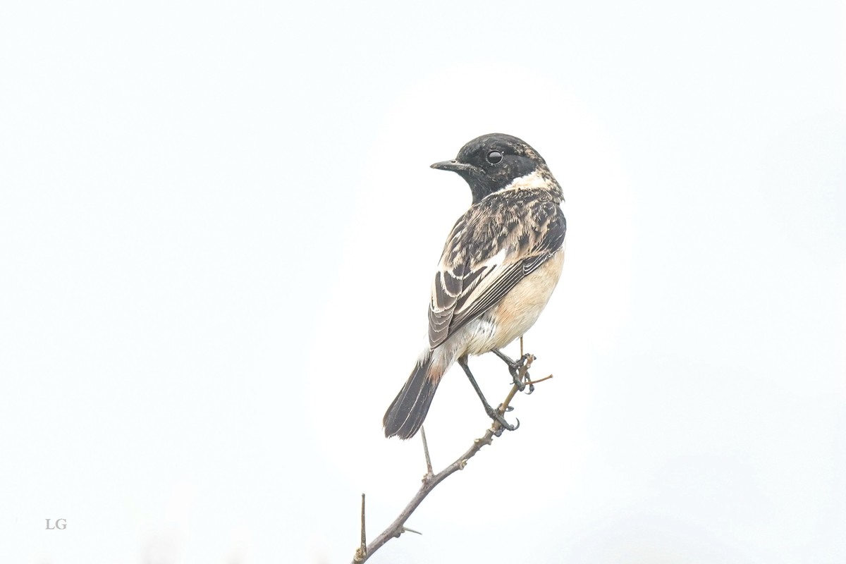 黑喉石鵖（ｂī）（公母）