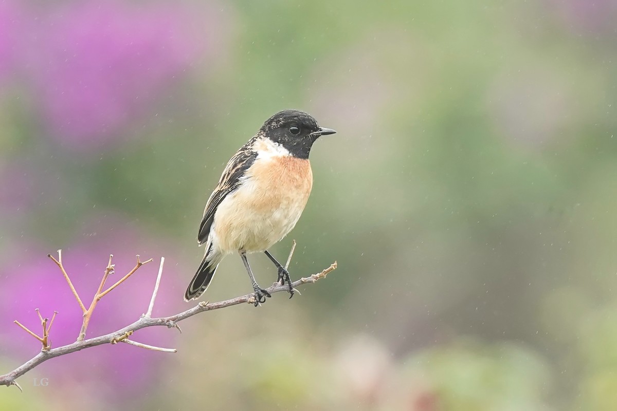 黑喉石鵖（ｂī）（公母）