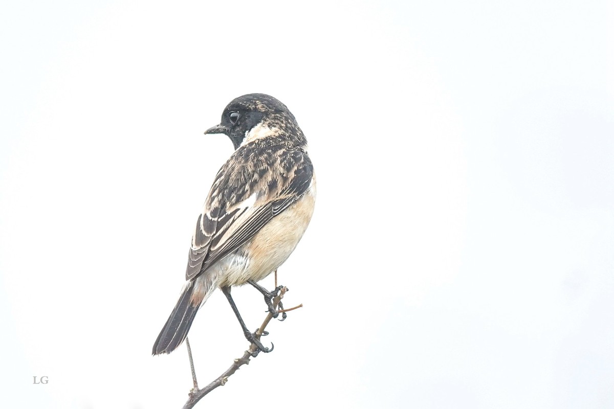 黑喉石鵖（ｂī）（公母）