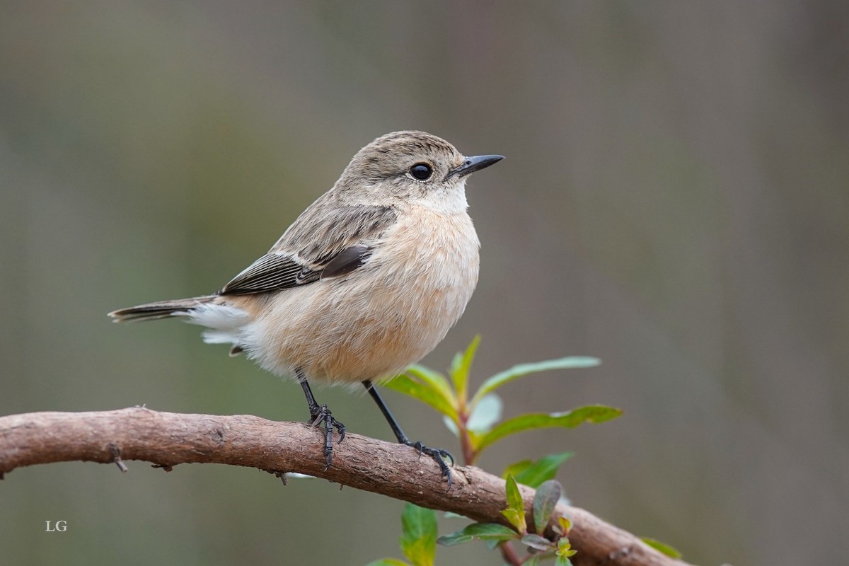 黑喉石鵖（ｂī）（公母）