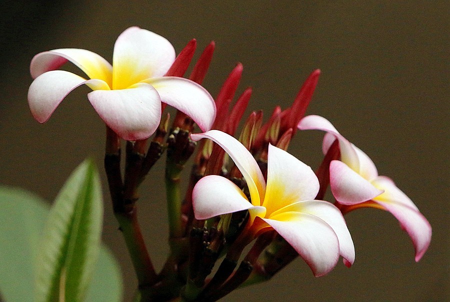 《不老松：纪实摄影》海南的鸡蛋花！2