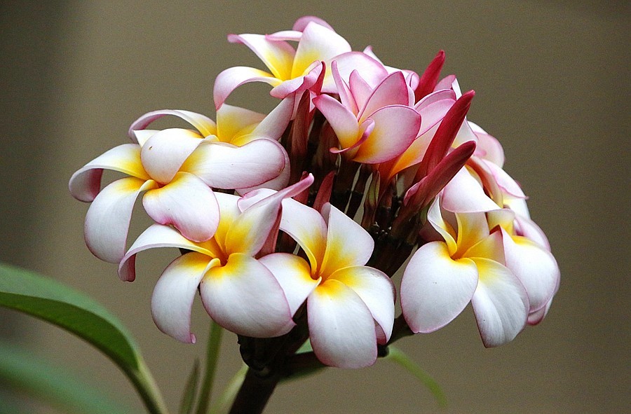 《不老松：纪实摄影》海南的鸡蛋花！2