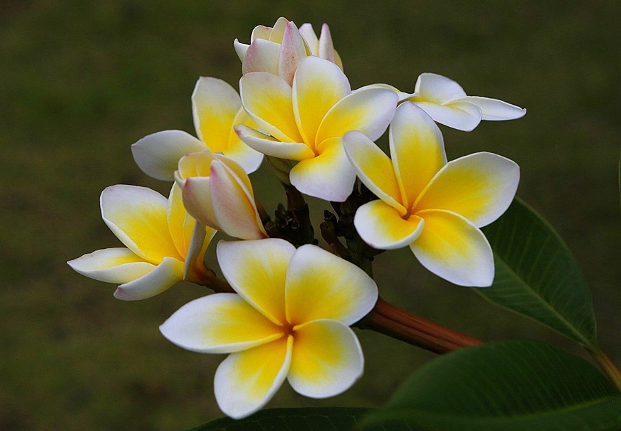 《不老松：纪实摄影》海南的鸡蛋花！2