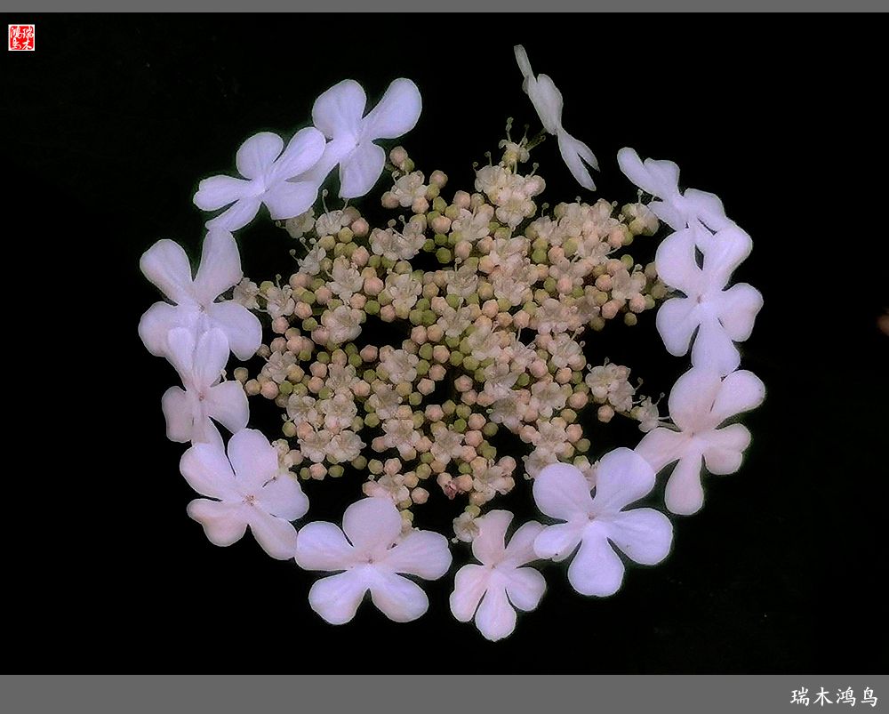 【北坞油菜花季】4.那花那草共舞春天