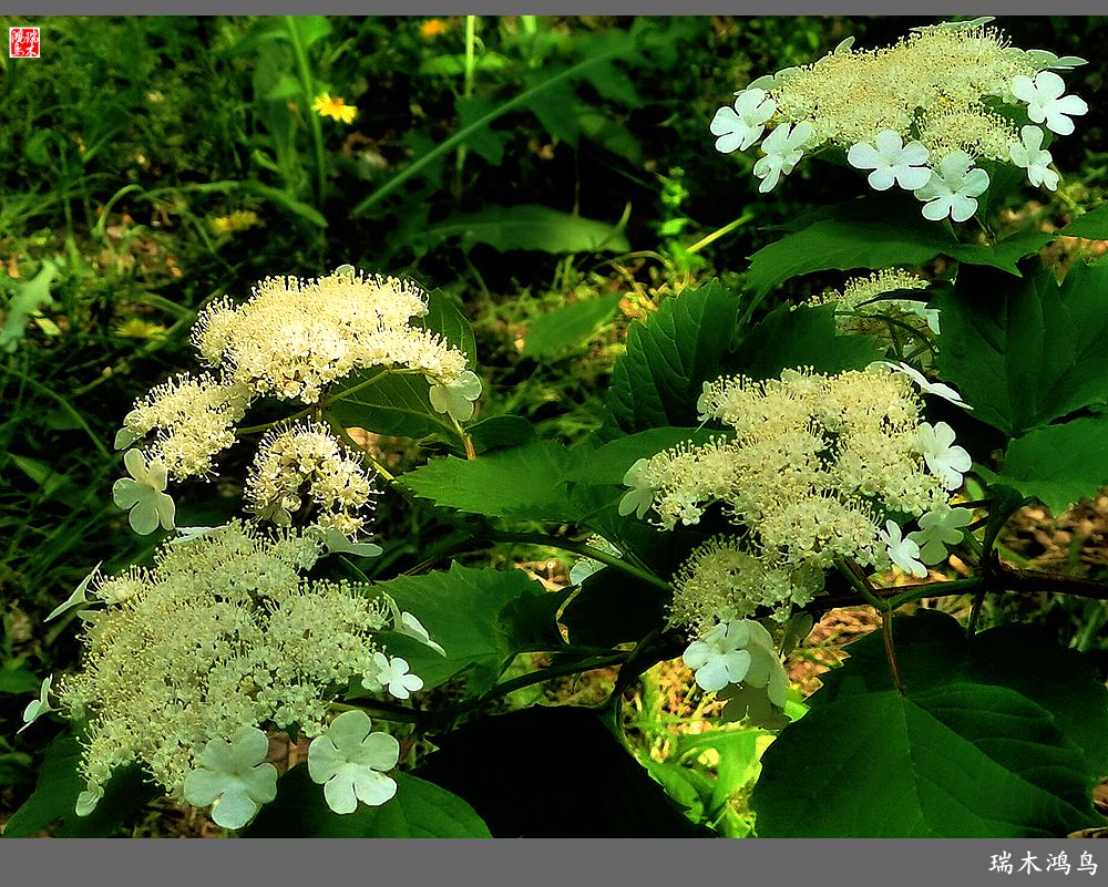 【北坞油菜花季】4.那花那草共舞春天