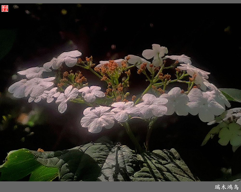 【北坞油菜花季】4.那花那草共舞春天