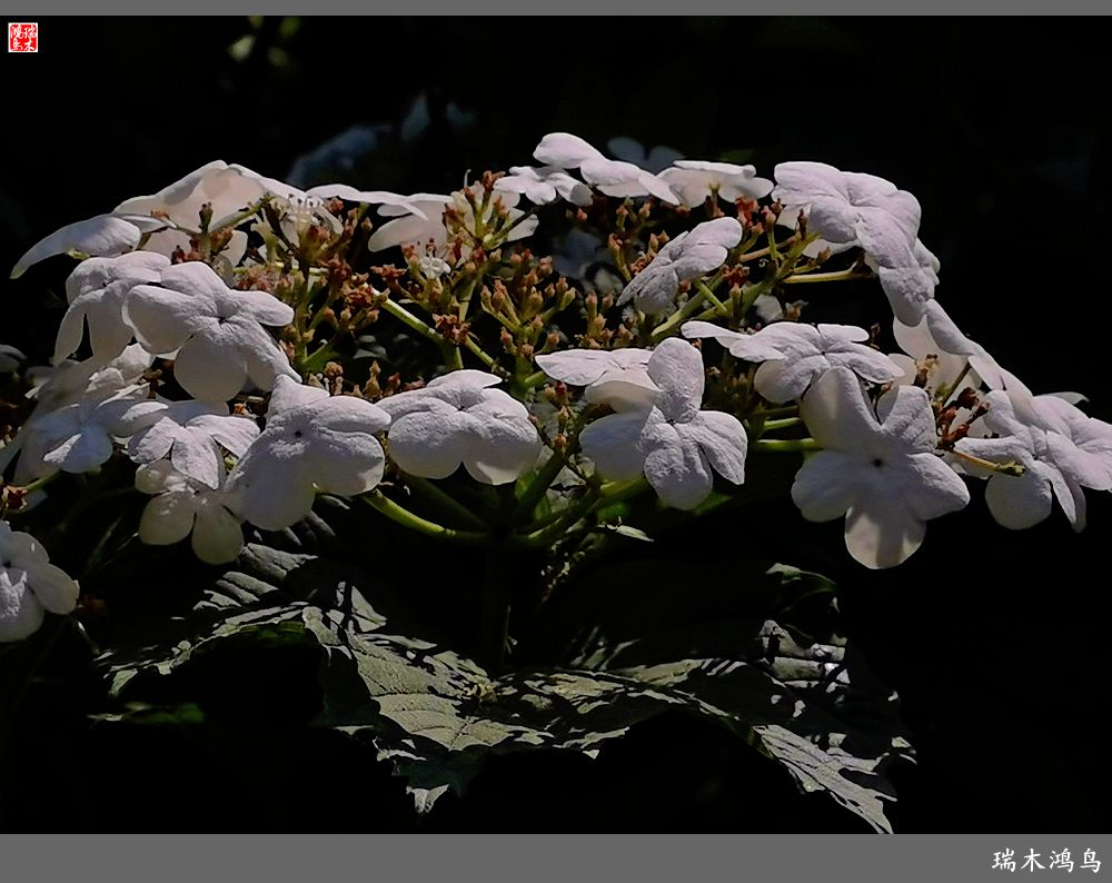 【北坞油菜花季】4.那花那草共舞春天