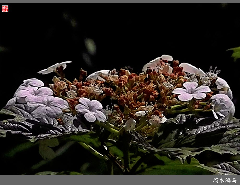 【北坞油菜花季】4.那花那草共舞春天