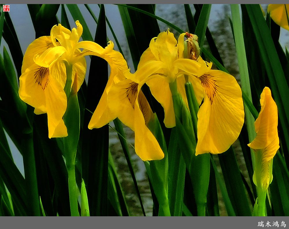 【北坞油菜花季】4.那花那草共舞春天