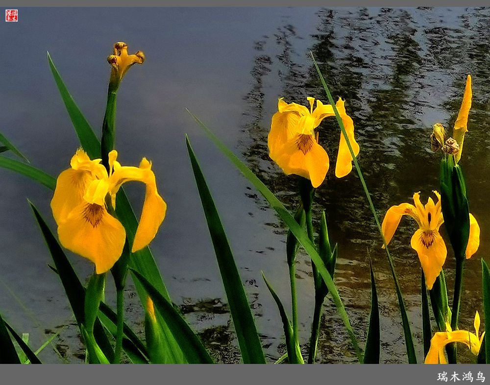 【北坞油菜花季】4.那花那草共舞春天