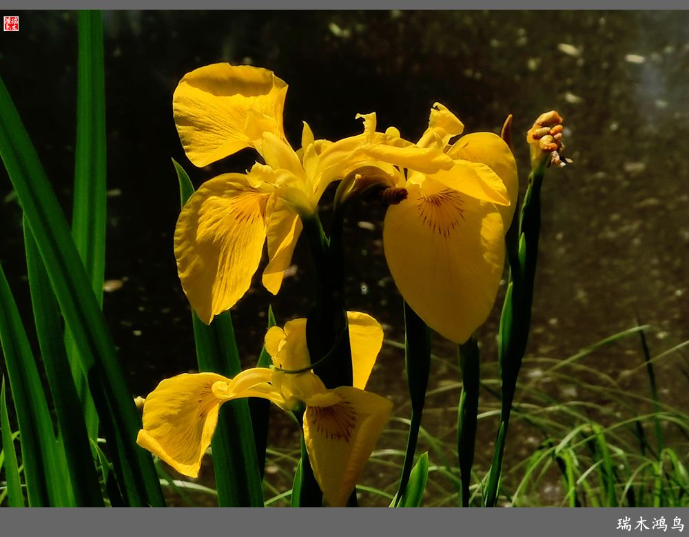 【北坞油菜花季】4.那花那草共舞春天