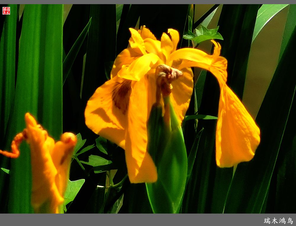 【北坞油菜花季】4.那花那草共舞春天