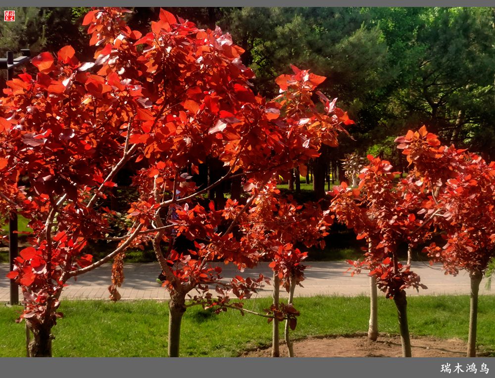 【北坞油菜花季】4.那花那草共舞春天