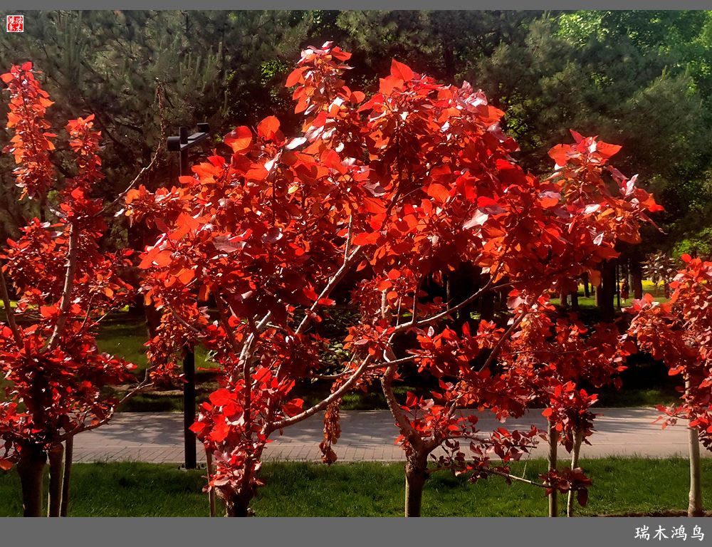 【北坞油菜花季】4.那花那草共舞春天